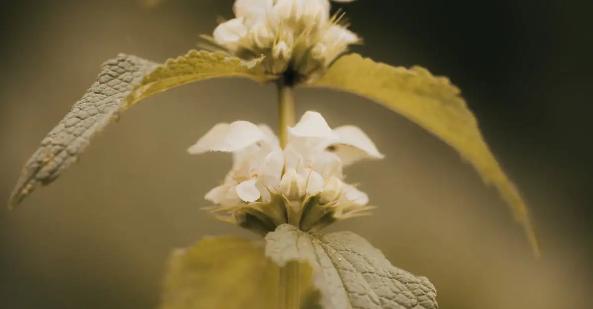 Verschil tussen Lamium album en Lamium maculatum uitleggen