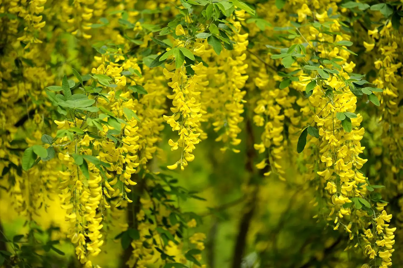 Verzorging van Laburnum anagyroides na planten in kleigrond