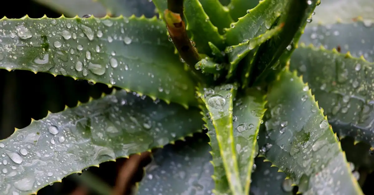 Vochtminnende planten combineren met wilgenroosje