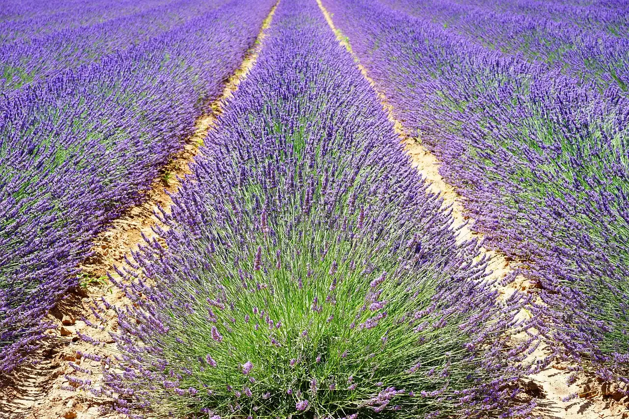Voorkeuren van Lavandula angustifolia ‘Hidcote’ qua zonuren
