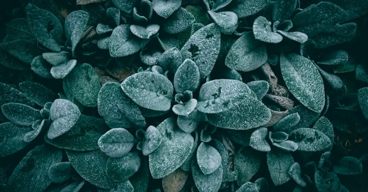 Voorkom dat lamsoor Stachys byzantina wegkwijnt in de regen