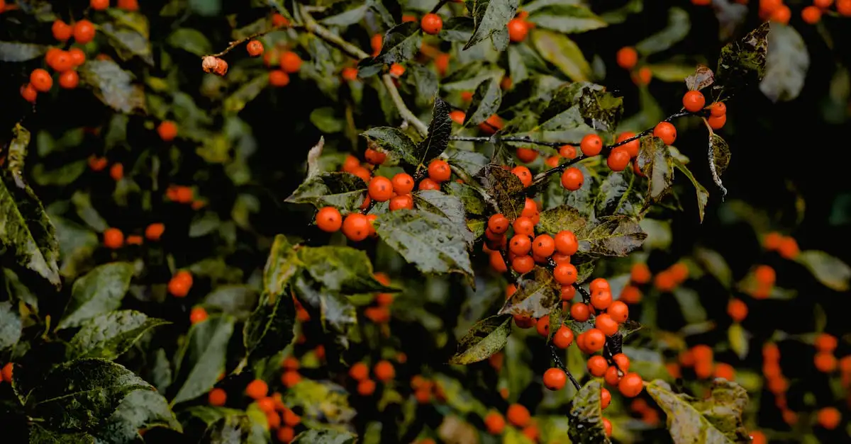 Voorkom kale onderkant van Ilex (hulst) met deze tips