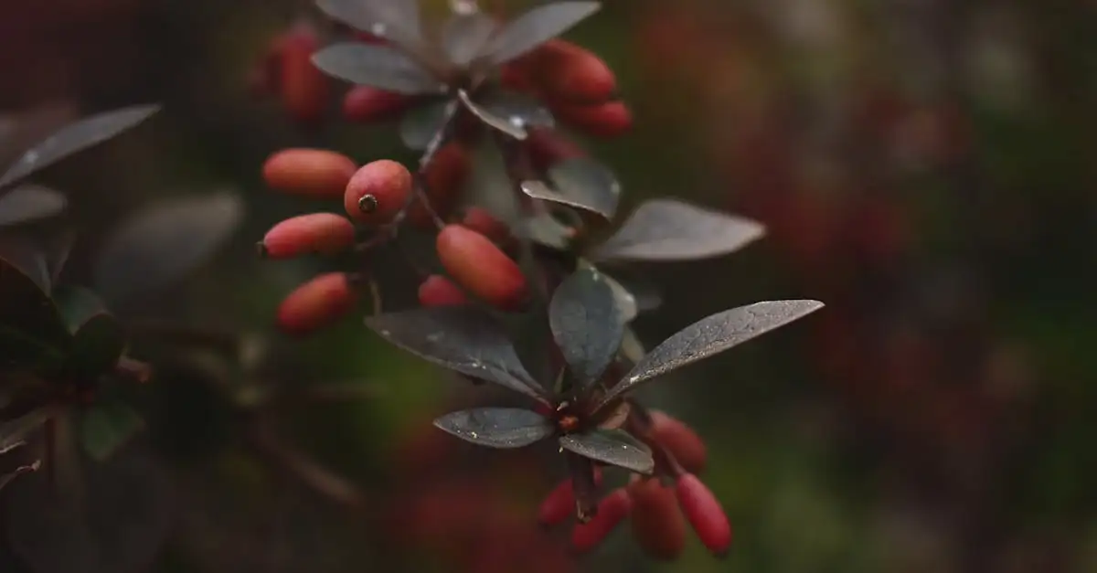 Voorkom overmatige uitzaai van Berberis in je tuin