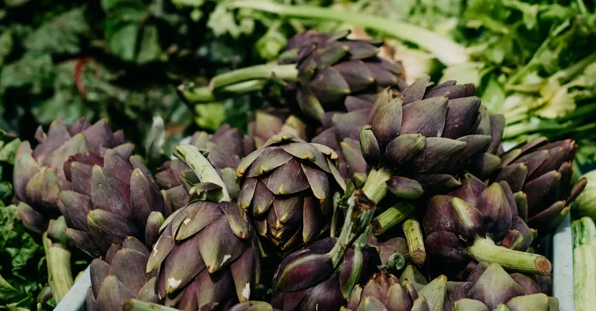 Voorkom schimmel op Cynara (kardoen) in natte zomers