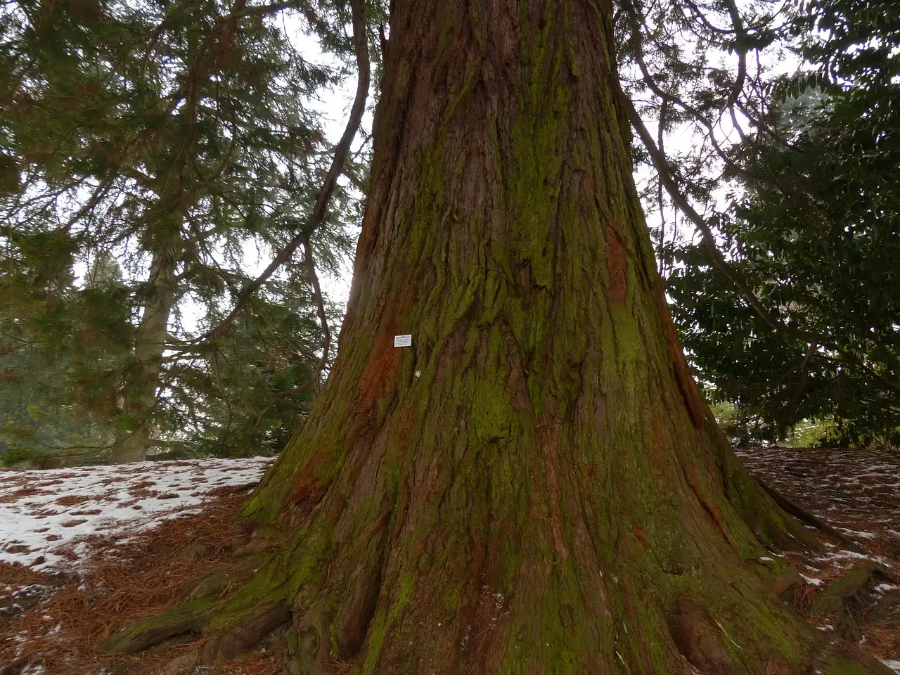 Waar Groeit Sequoiadendron Giganteum Mammoetboom van Nature (2026)