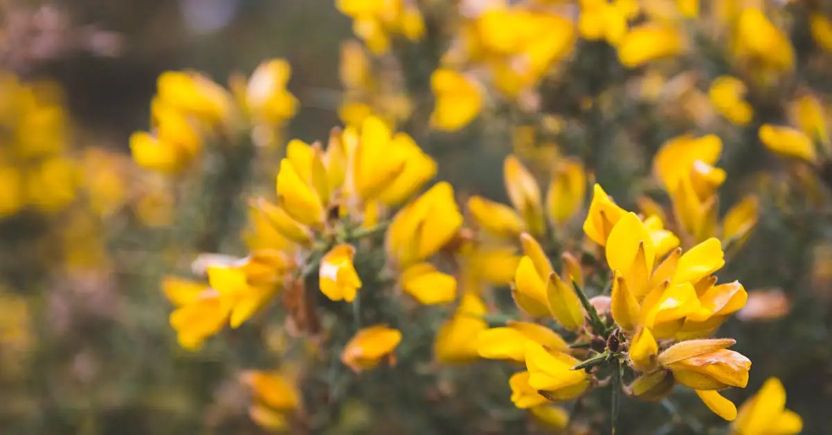 Waar Komt Cytisus Scoparius Brem van Nature voor (2026)