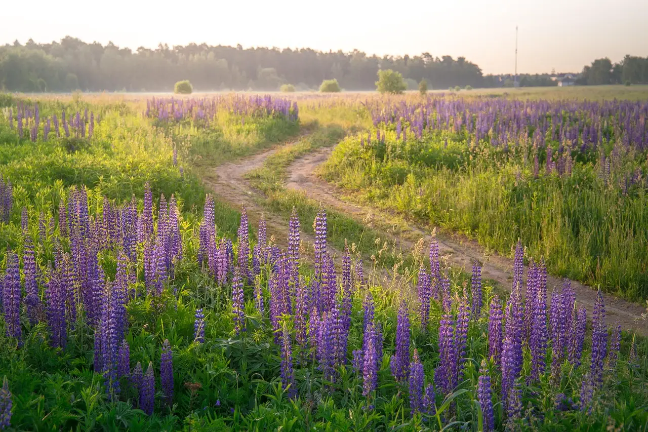Waar komt lupinus (lupine) oorspronkelijk vandaan?