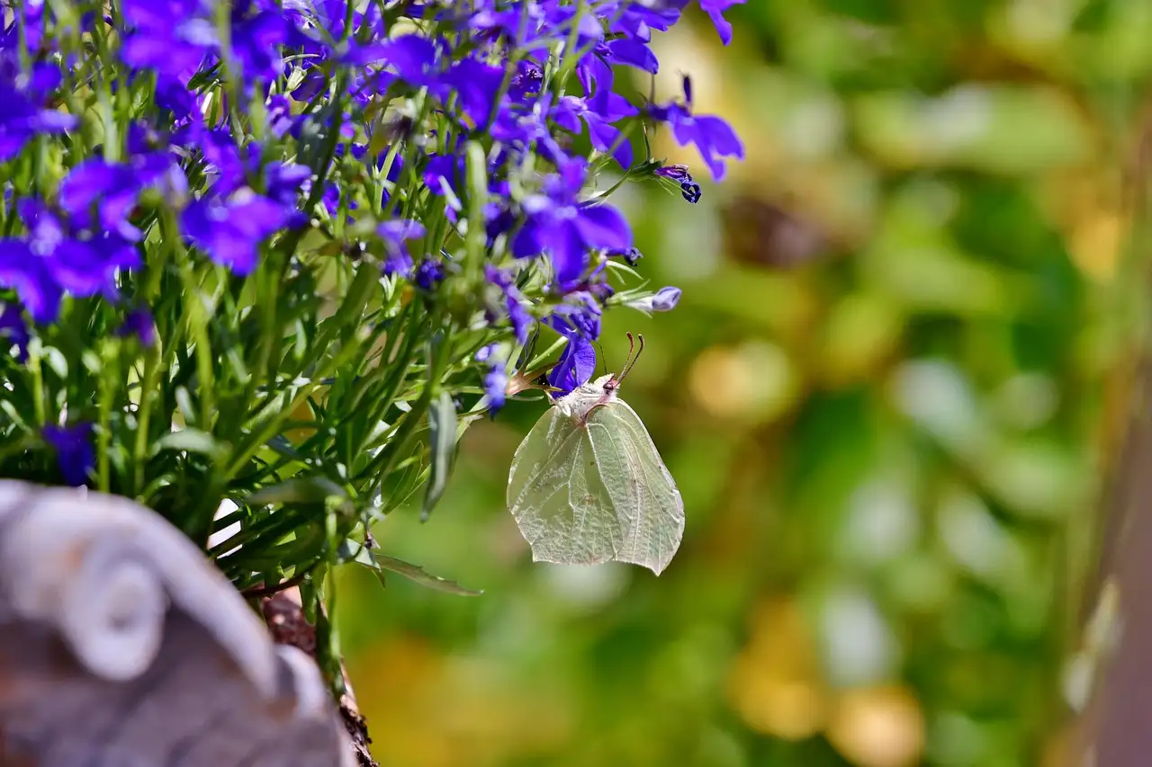 Waarom Amerikaanse lobelia bijen en vlinders aantrekt