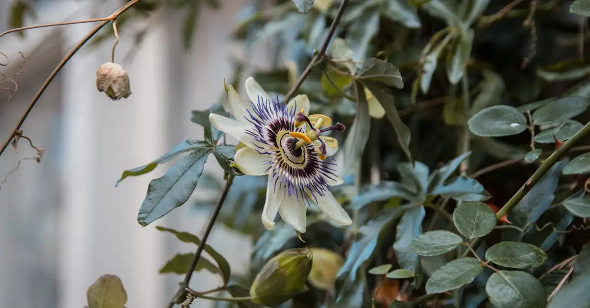 Waarom de passiebloem een populaire exotische klimplant is
