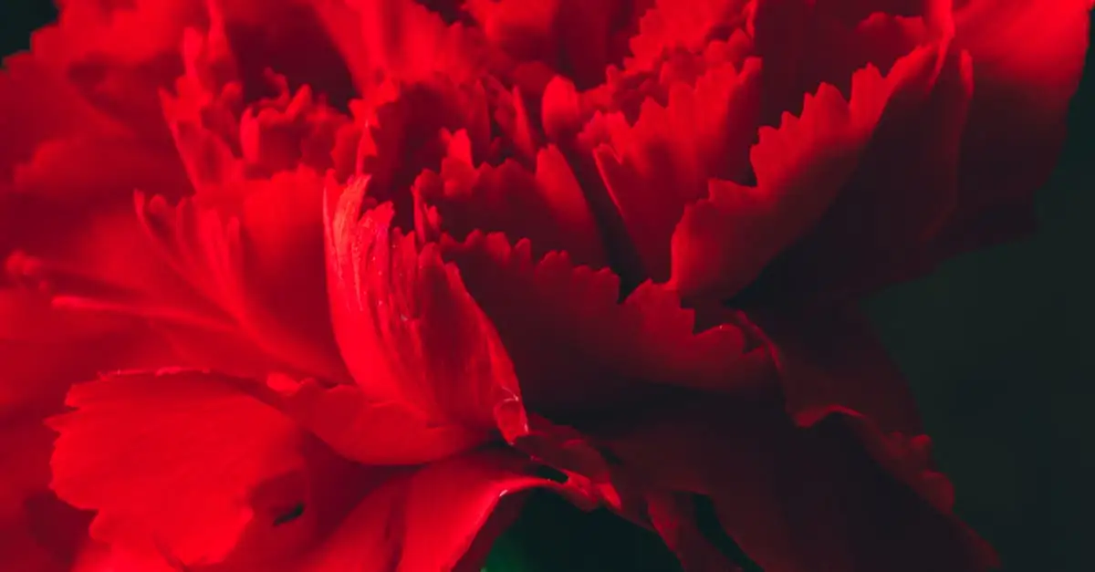 Waarom de Zwitserse anjer een geliefde snijbloem is