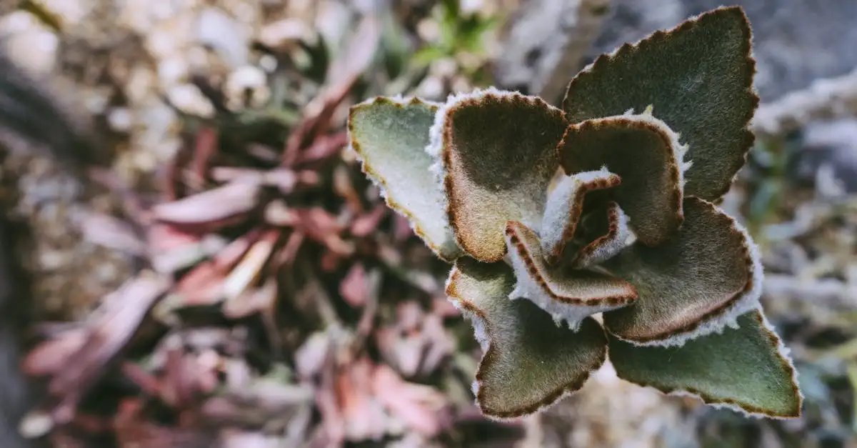 Waarom verliest de kalanchoë in de winter haar blad?
