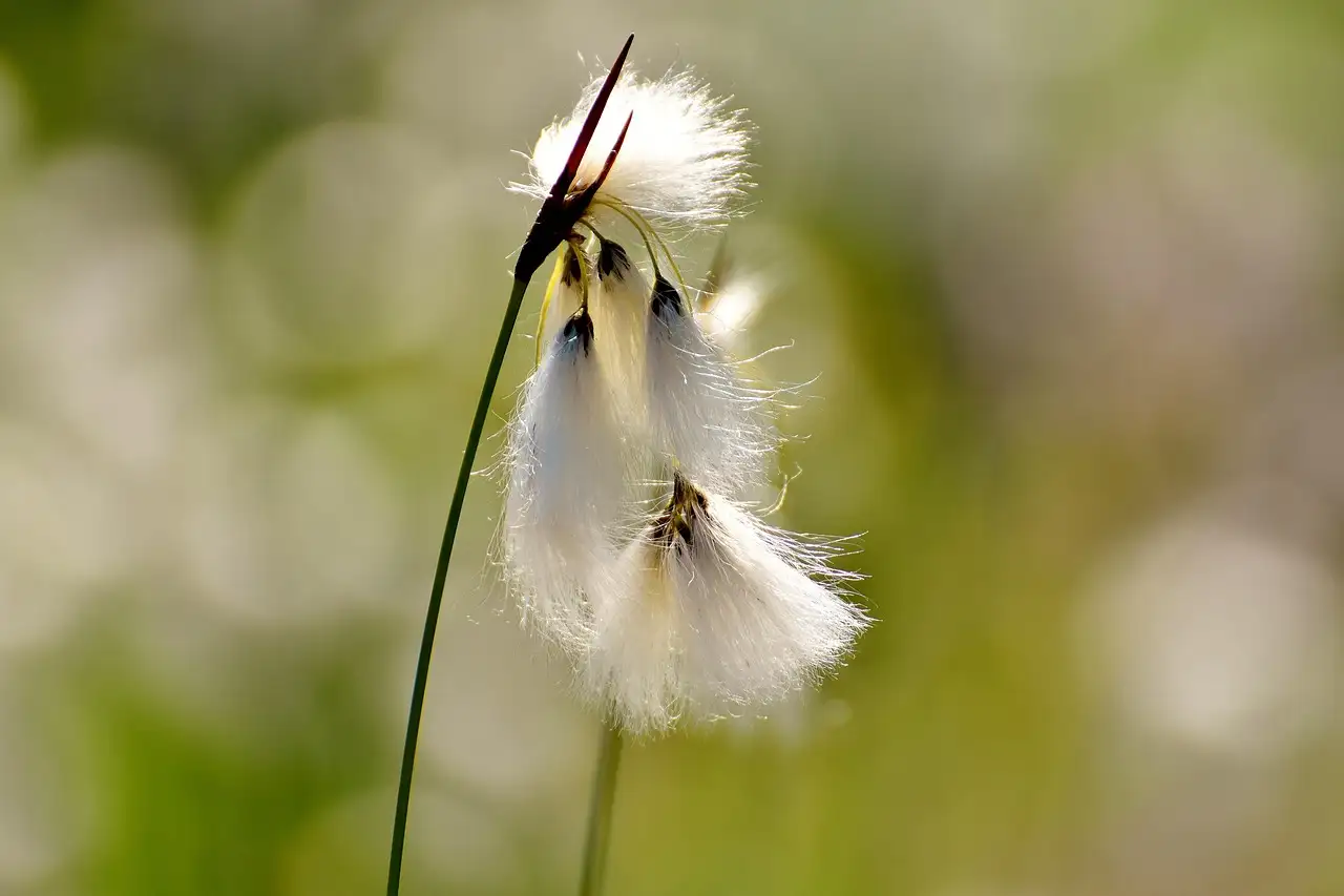 Wanneer Deschampsia (smele) terugsnoeien voor optimale groei?