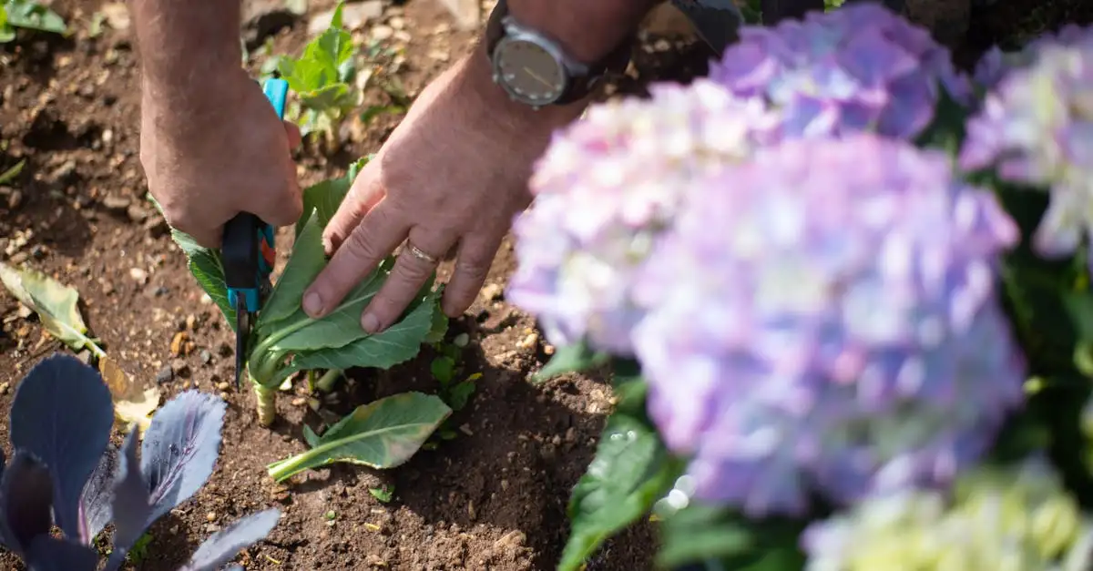 Wanneer en hoe snoei je de canna (Canna indica) terug?