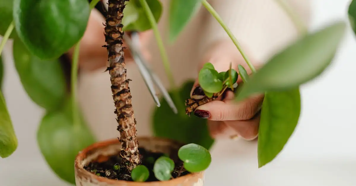 Wanneer en Hoe Snoei Je een Lepelplant Spathiphyllum (2026)