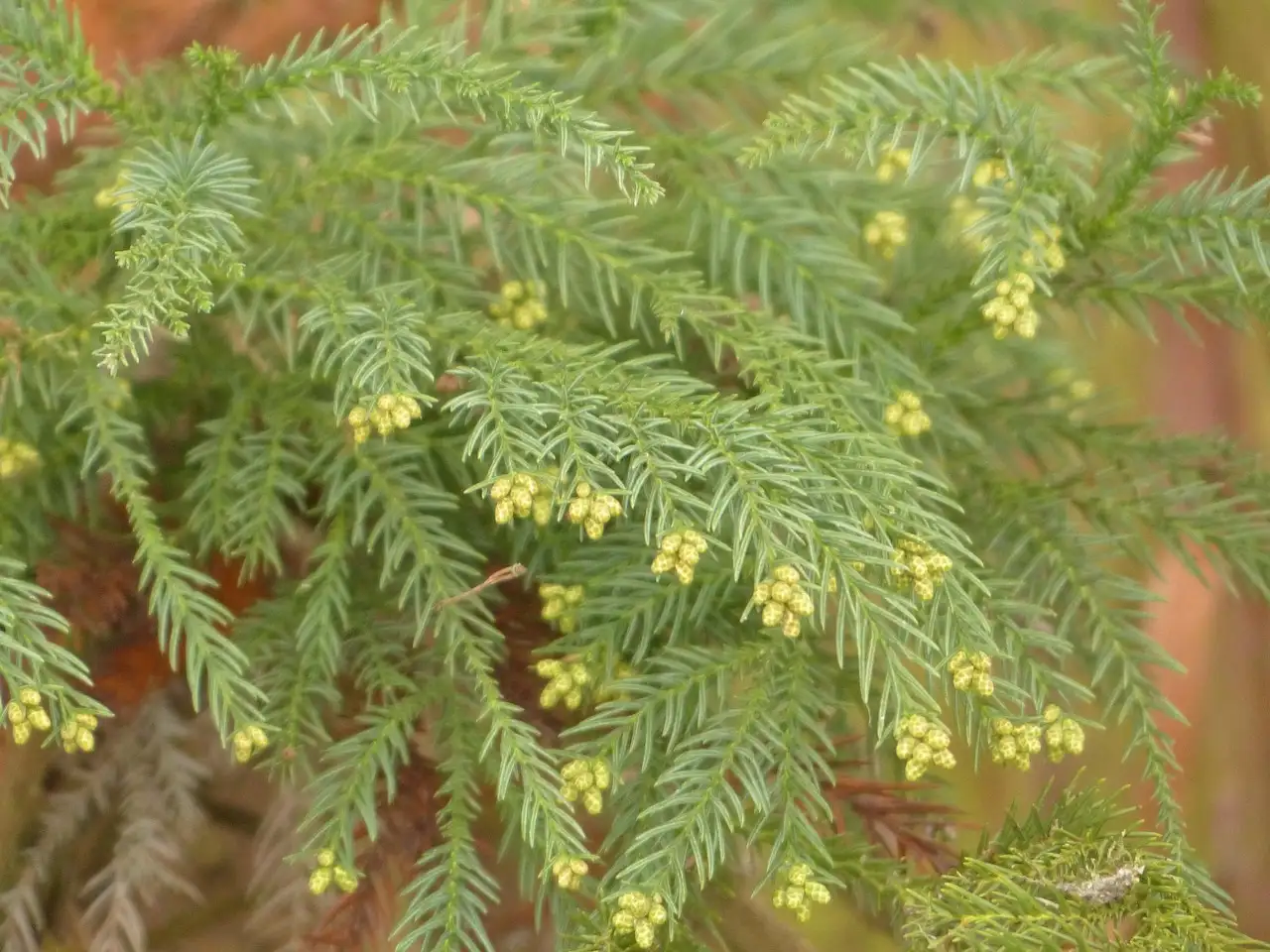 Wanneer is het beste moment om Cryptomeria te snoeien?