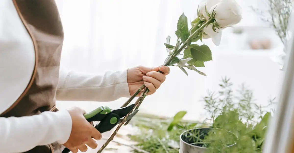 Wanneer knip je uitgebloeide bloemen van sneeuwbalhortensia?