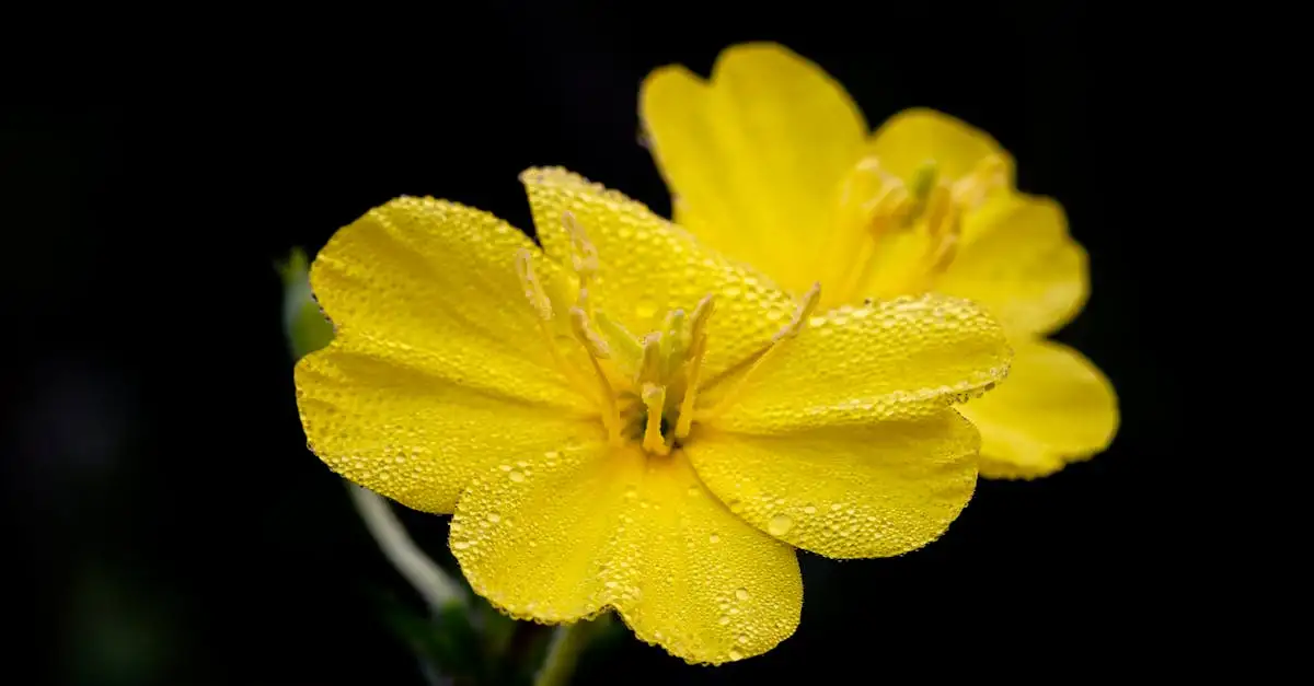 Wanneer Zaait de Teunisbloem Zich Spontaan Uit (2026)