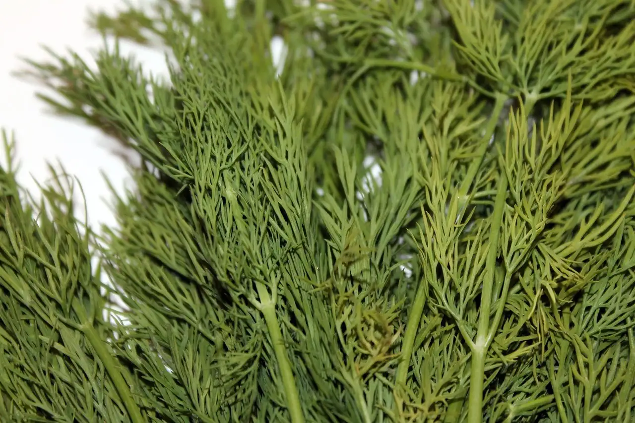 Wat betekent de naam dille (Anethum graveolens) letterlijk?