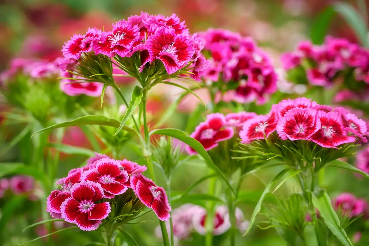 Wat Betekent de Naam Duizendschoon Dianthus Barbatus (2026)