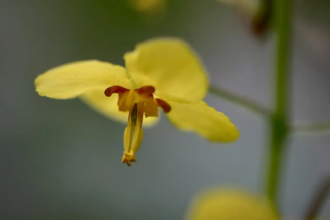Wat betekent de naam epimedium (elfenbloem)?