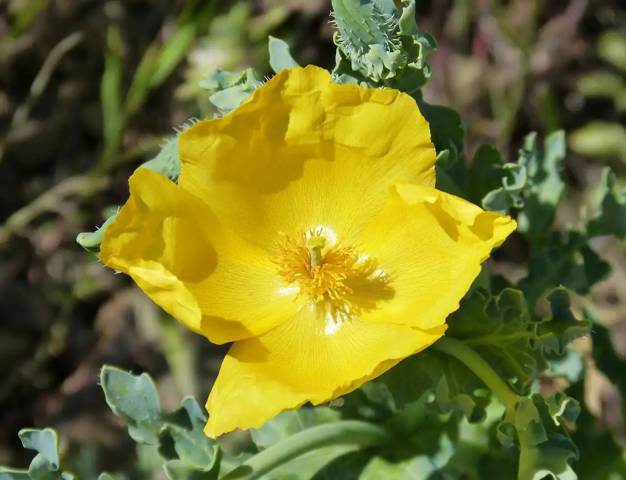 Wat betekent de naam Glaucium, hoornpapaver uitgelegd
