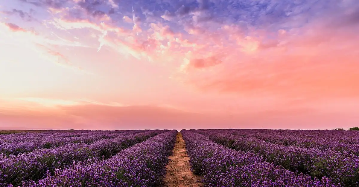 Wat betekent de naam lavandula? Ontdek de oorsprong nu!