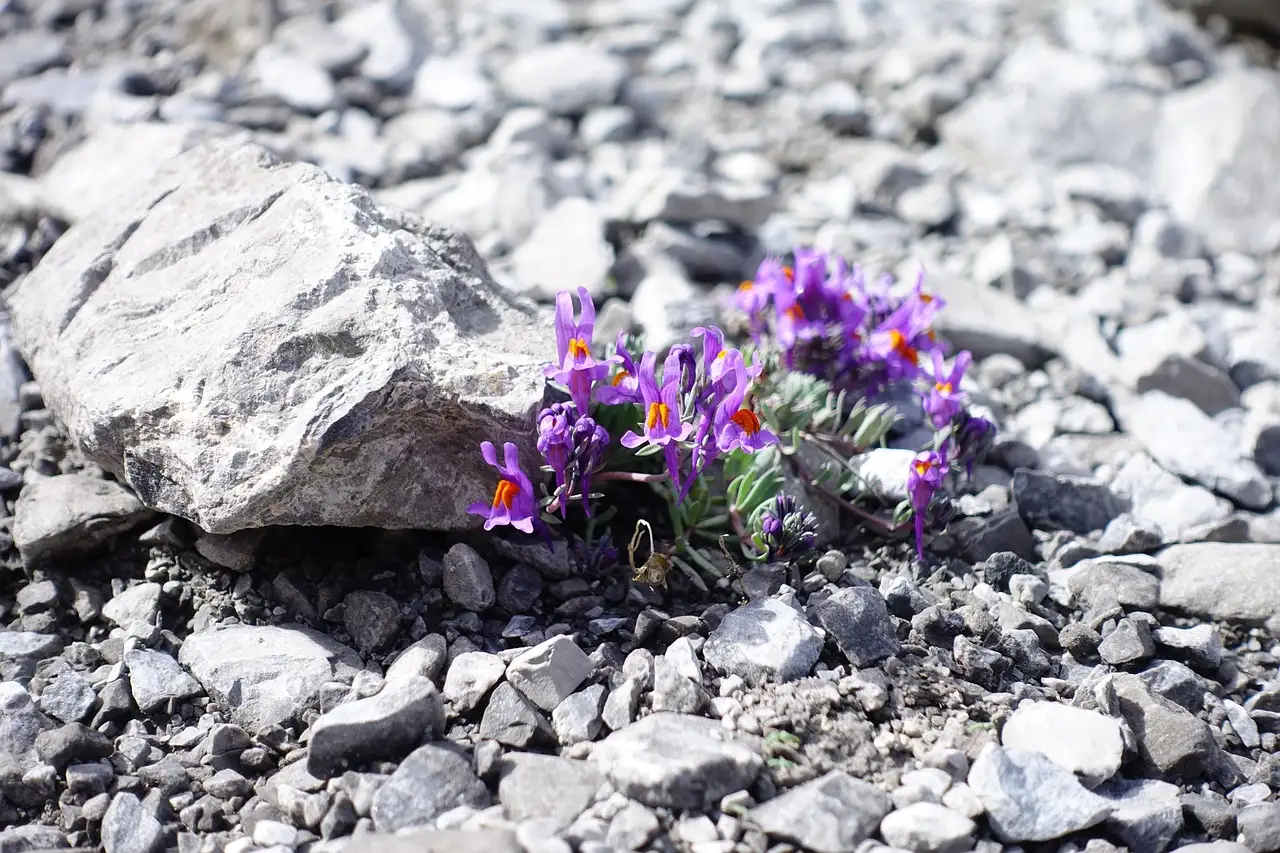 Wat betekent de naam Linaria letterlijk? Ontdek het hier!