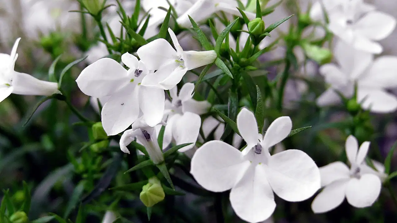 Wat betekent de naam Lobelia, zoals in schildersverdriet?