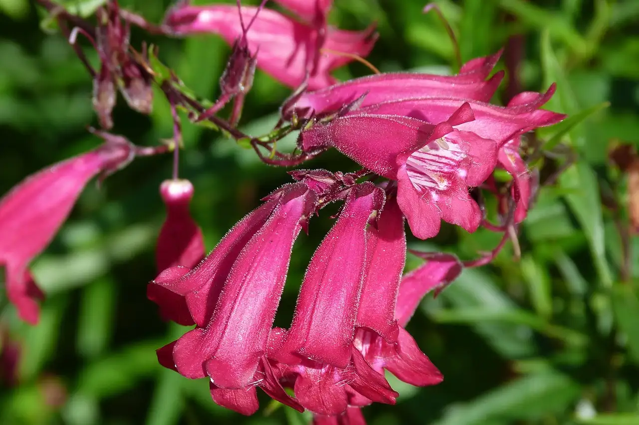 Wat betekent de naam Penstemon en wat zegt het over de bloem?