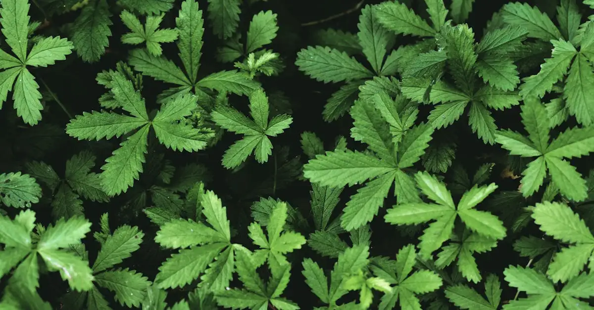 Wat betekent de naam potentilla (ganzerik) letterlijk?