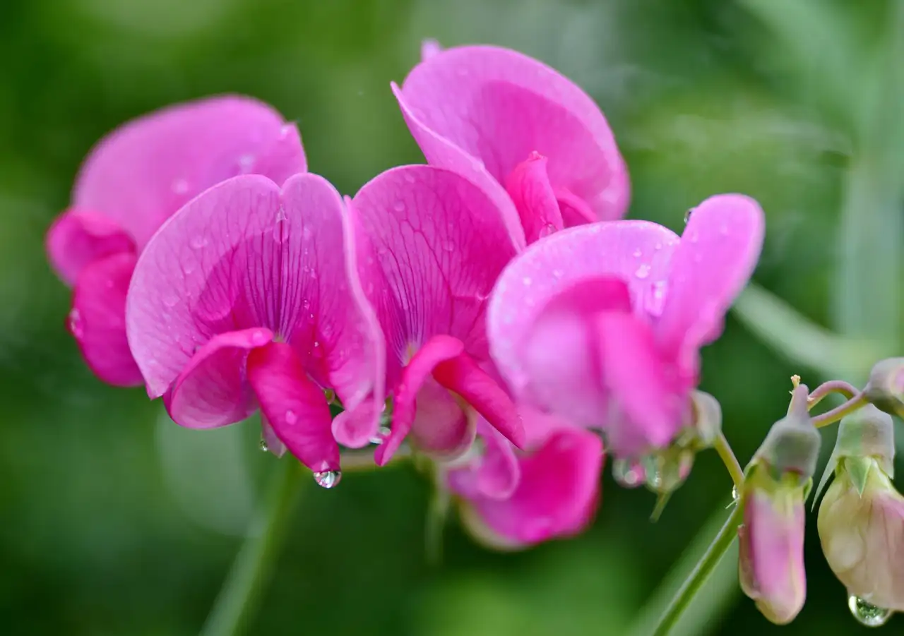 Wat betekent de naam siererwt (Lathyrus) en zijn oorsprong?