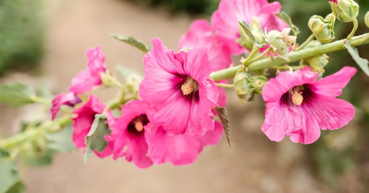 Wat is de botanische betekenis van stokroos (Alcea rosea)?