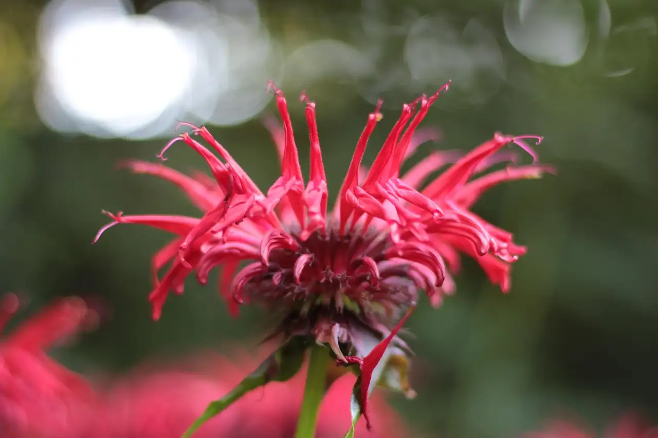 Wat is de botanische naam van de bergamotplant?