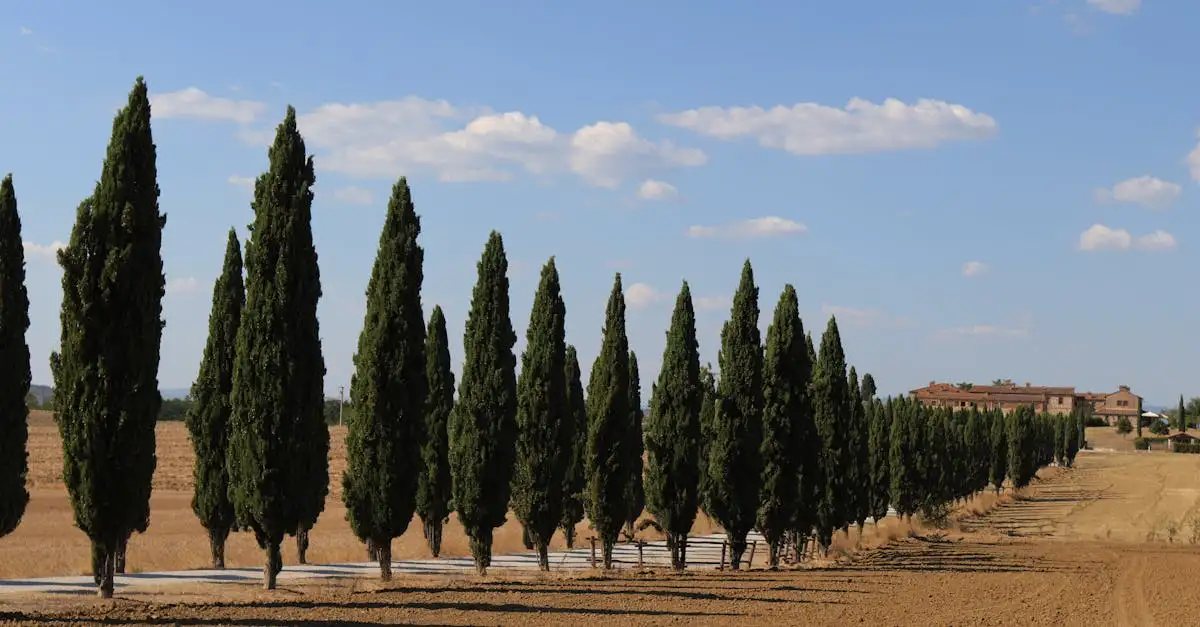 Wat Is de Botanische Naam van de Italiaanse Cipres (2026)
