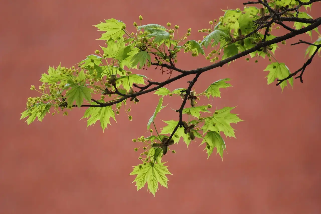 Wat is de botanische naam van de Noorse esdoorn?