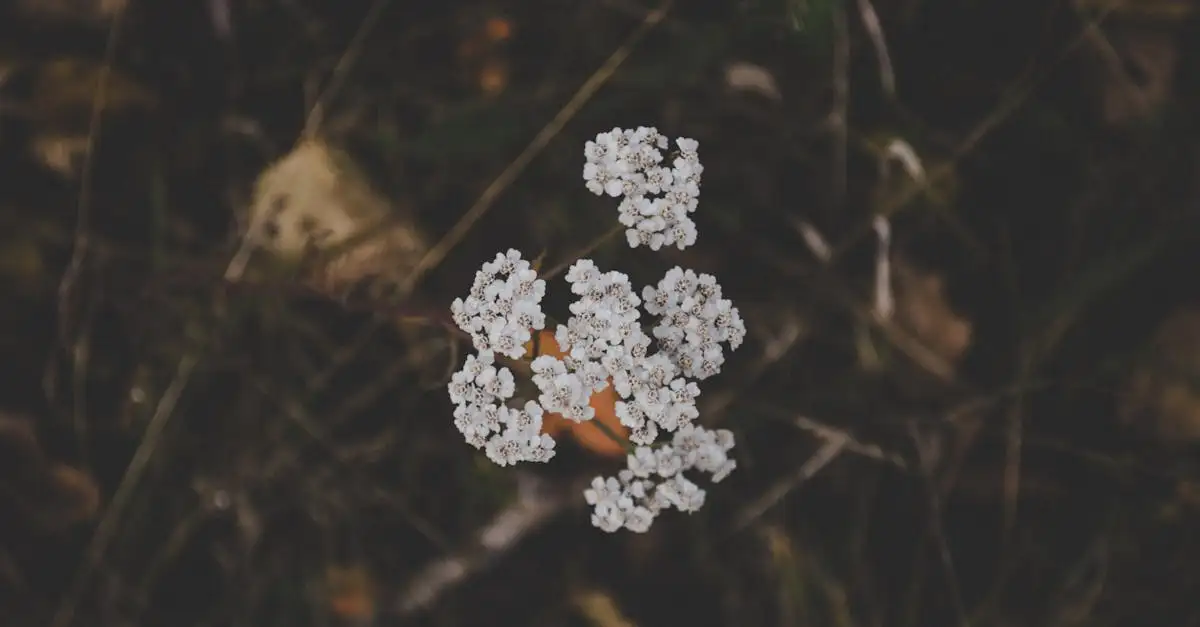 Wat is de botanische naam van duizendblad? Ontdek het hier!