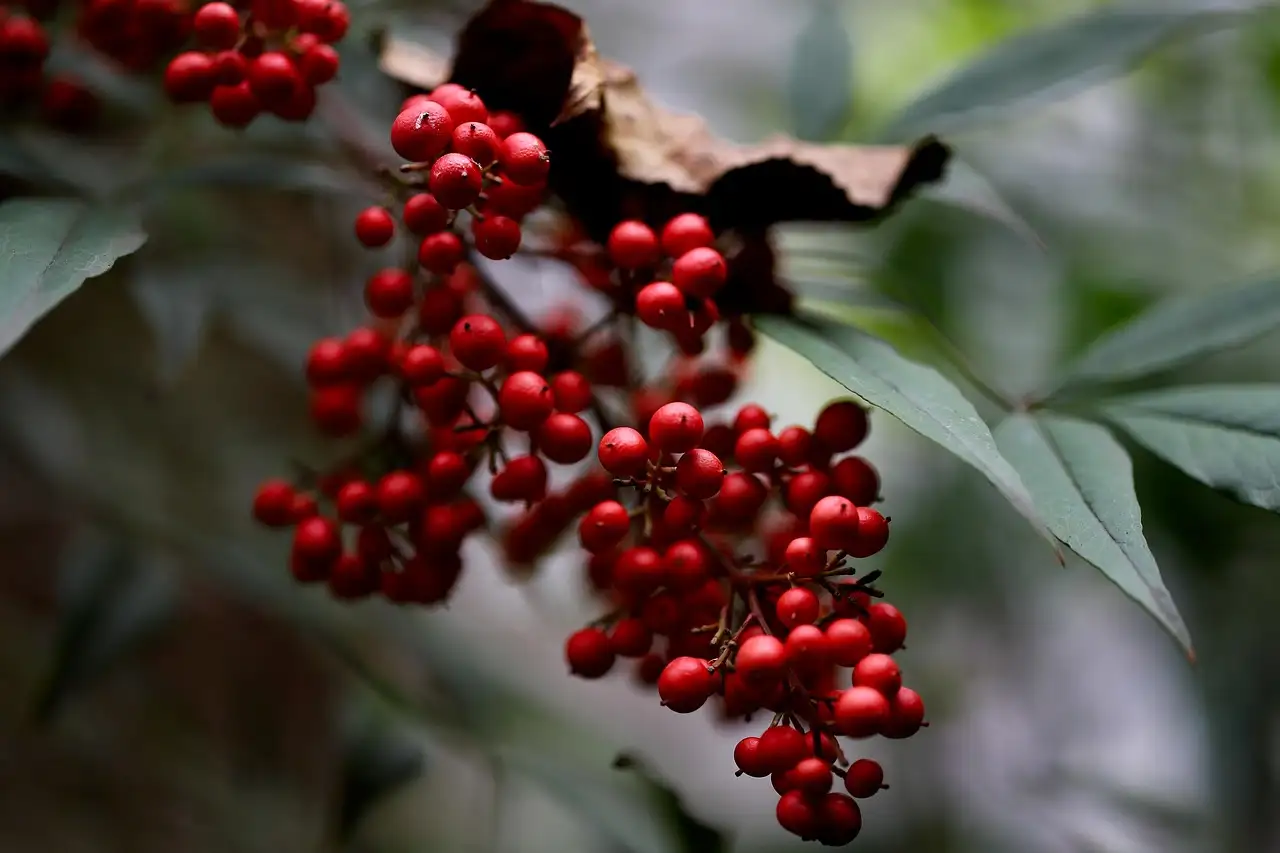 Wat is de botanische naam van hemelse bamboe?