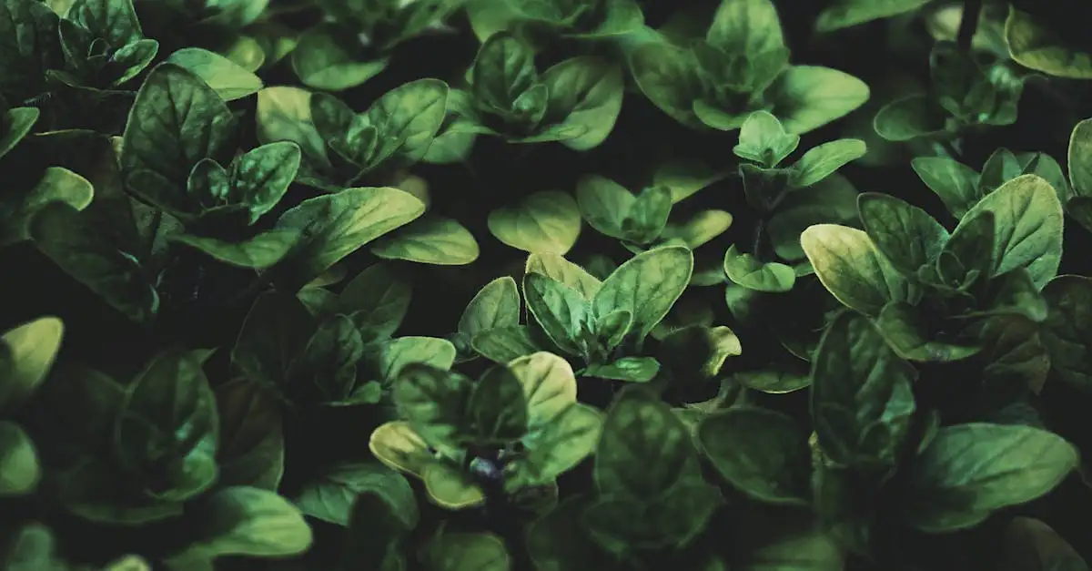 Wat Is de Botanische Naam van Oregano Ontdek het Hier (2026)