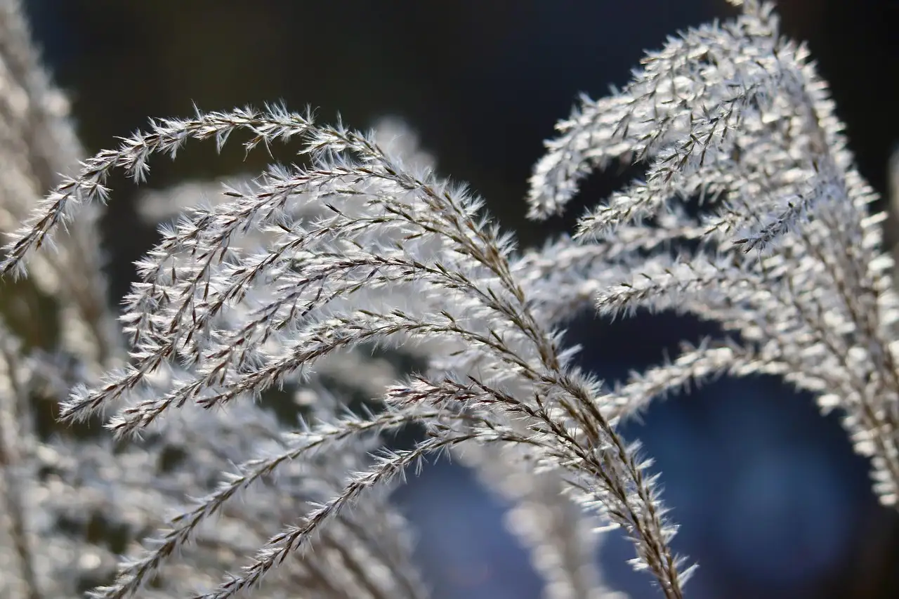 Wat Is de Botanische Naam van Rietgras en Toepassingen (2026)