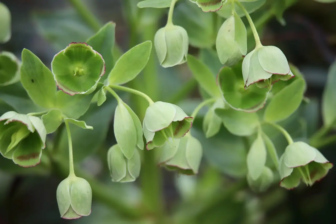Wat is de botanische naam van stinkende gouwe?