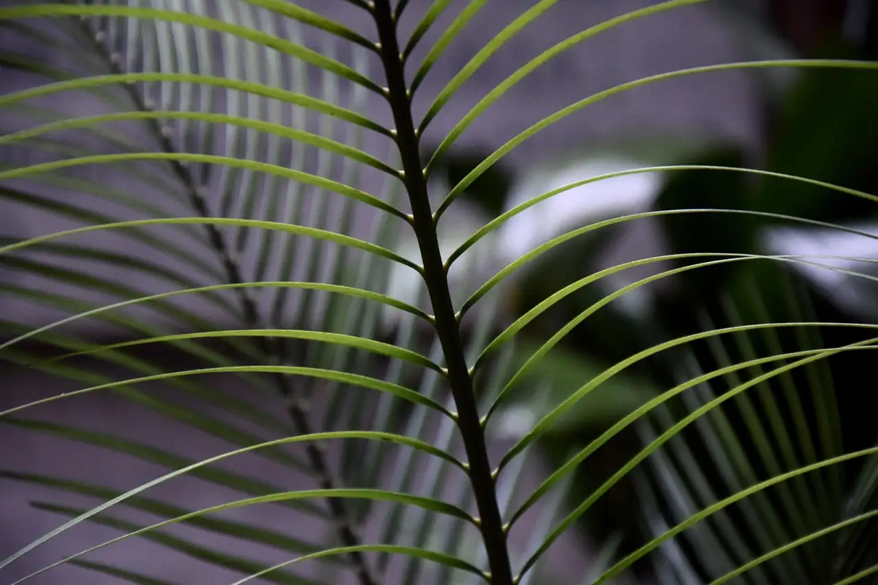 Wat is de botanische naam van struisriet? Ontdek het hier!