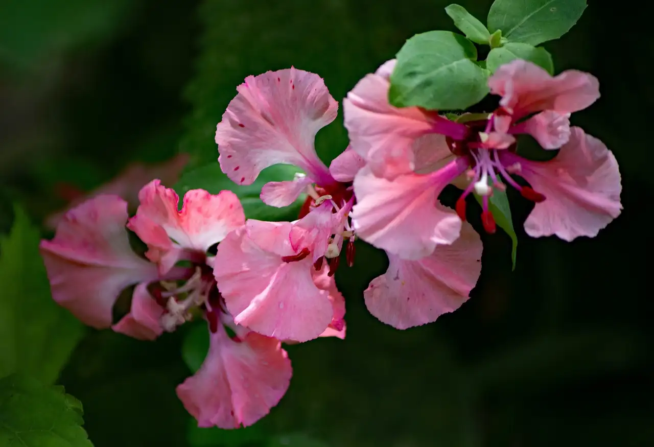 Wat is de herkomst van de naam Clarkia elegans?