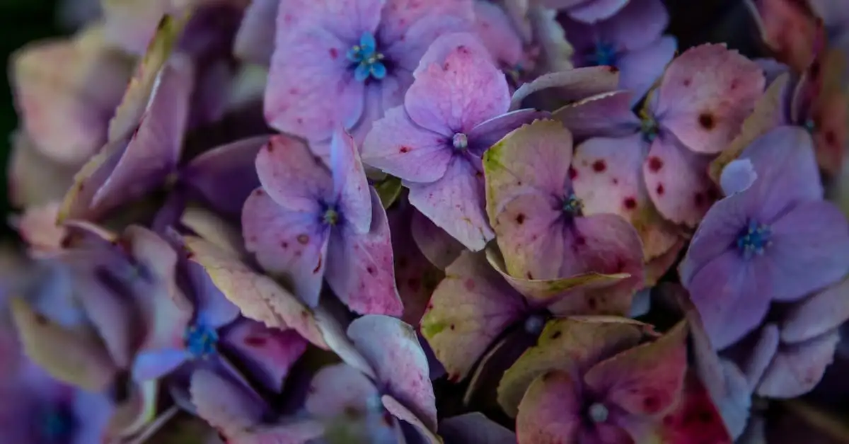 Wat is de langst bloeiende hortensia voor jouw tuin?