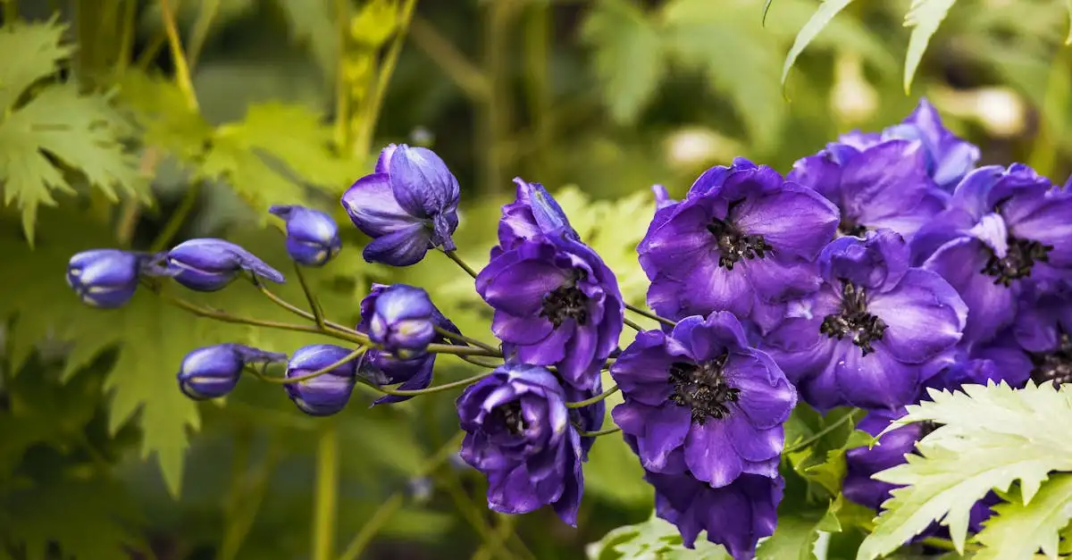 Wat is de Latijnse naam van de ridderspoor plant?
