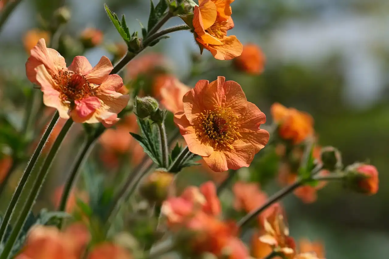 Wat is de Latijnse naam van nagelkruid Geum ‘Mrs. Bradshaw’?