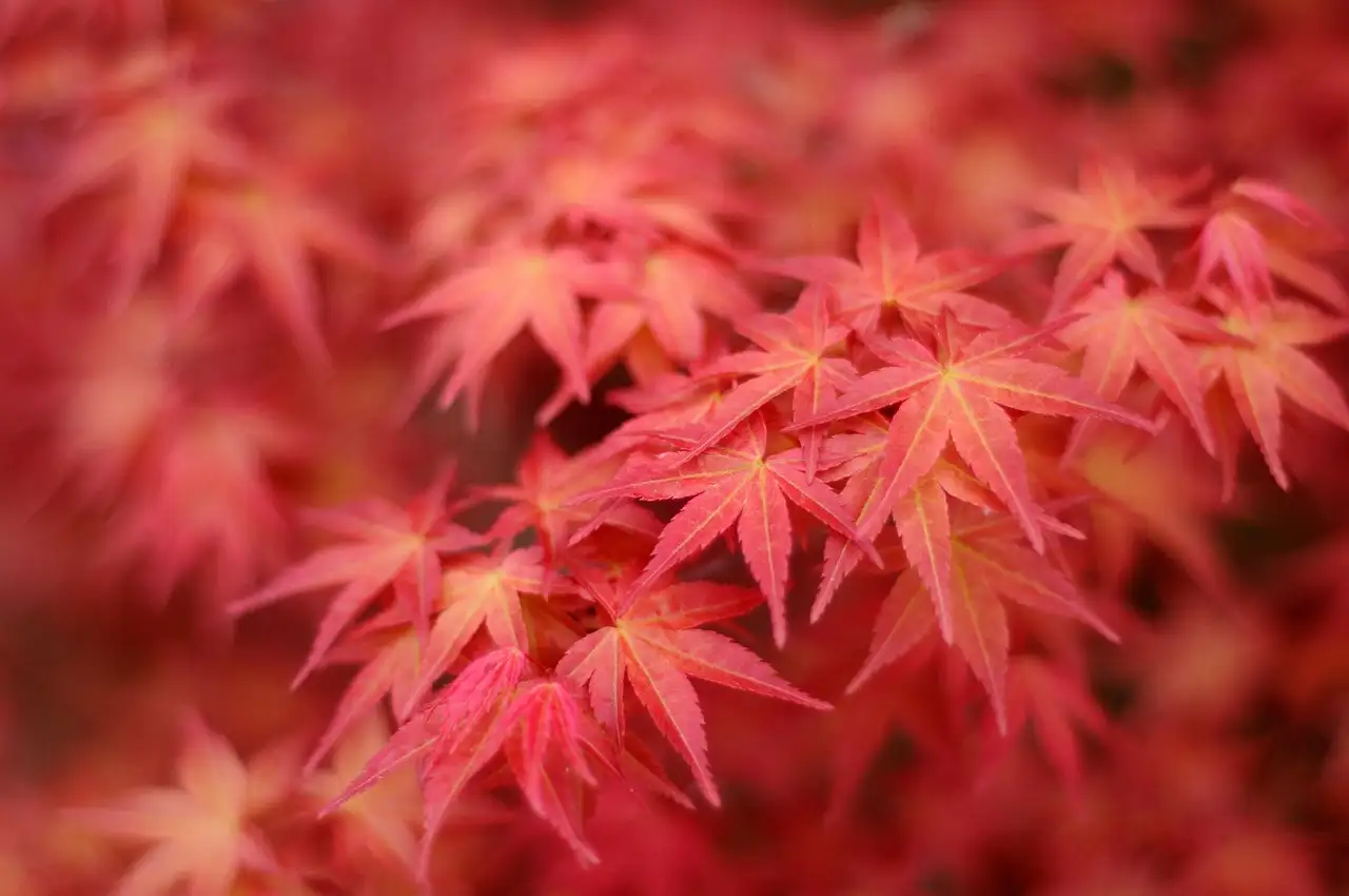Wat Is het Verschil in Zaadvorming Tussen Acer Rubrum en Campestre (2026)
