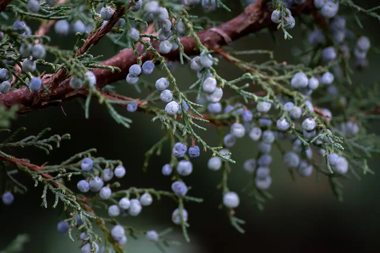 Wat is het verschil tussen Juniperus communis en horizontalis?