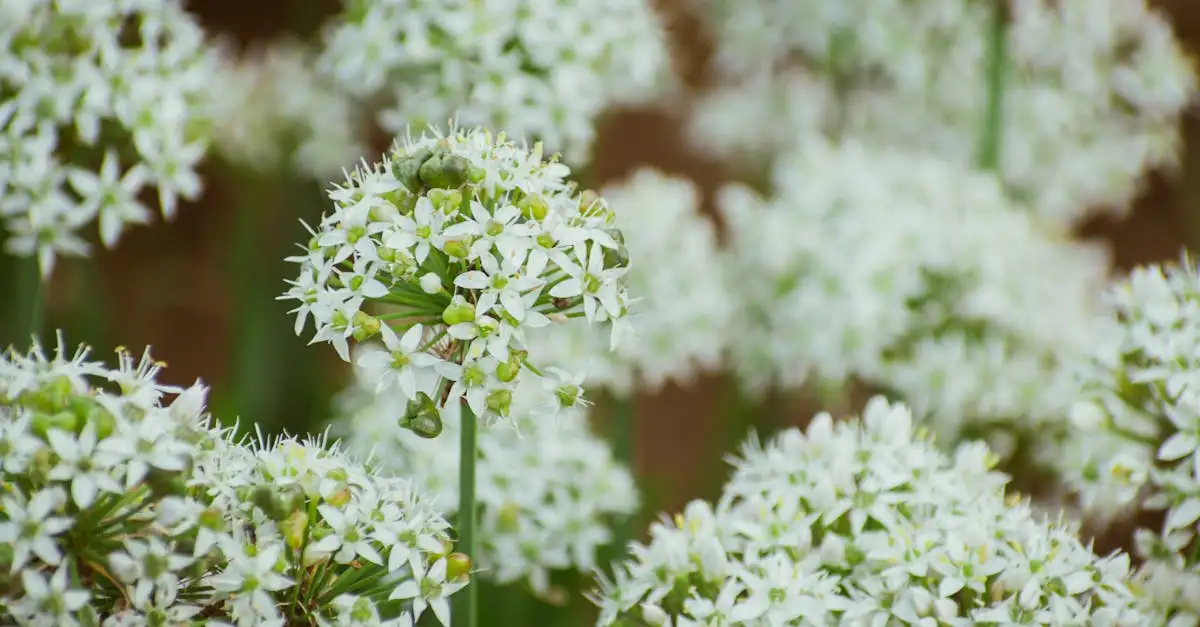 Wat Is het Verschil Tussen Sier en Eetbare Araceae (2026)