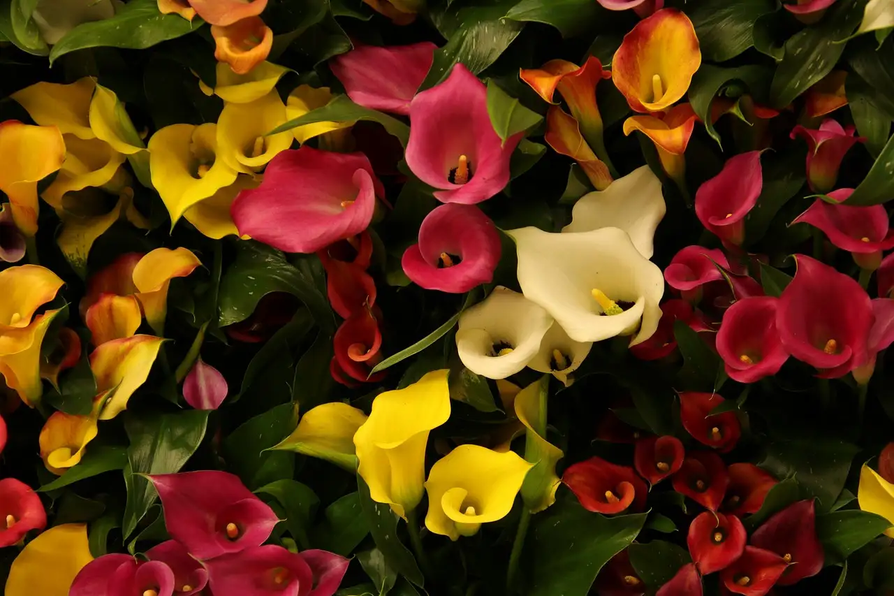 Wat is het verschil tussen Zantedeschia en arum?