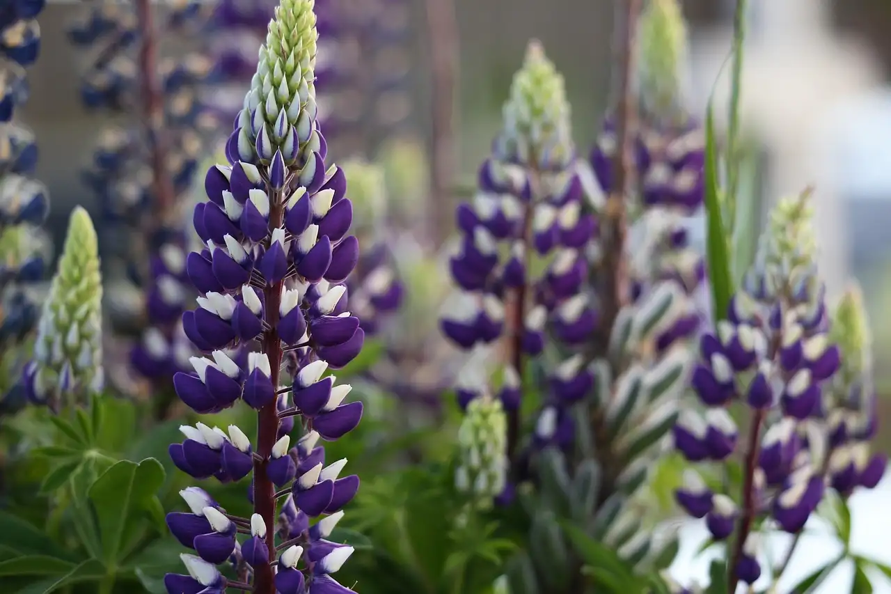 Wat symboliseert de lupinus in de bloementaal?